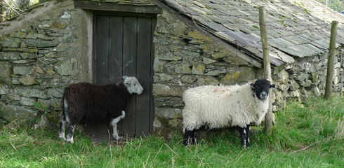 sheep with swapped heads